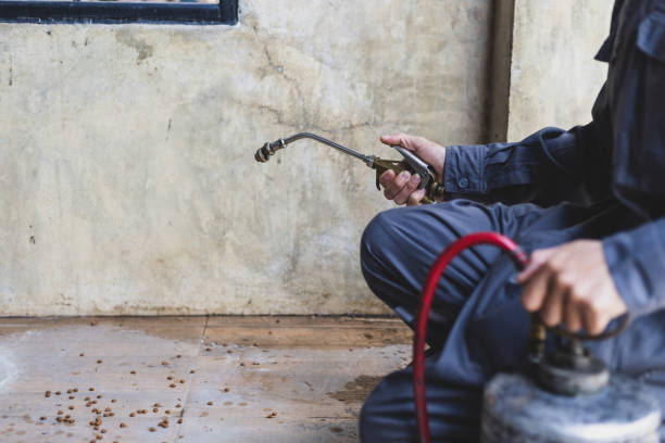 Best Local Pest Control Services  in Hayden, CO